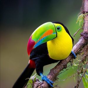 Meet your Posher, Jessie